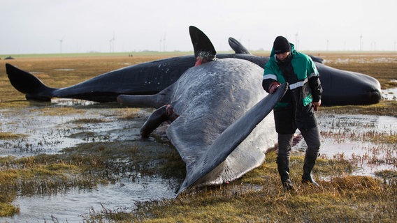 Schleswig-Holsteins Umweltminister Robert Habeck betrachtet am 03.02.2016 einen toten Pottwal im Wattenmeer vor dem Kaiser-Wilhelm-Koog. © dpa - Pictrue Alliance Foto: Christian Charisius