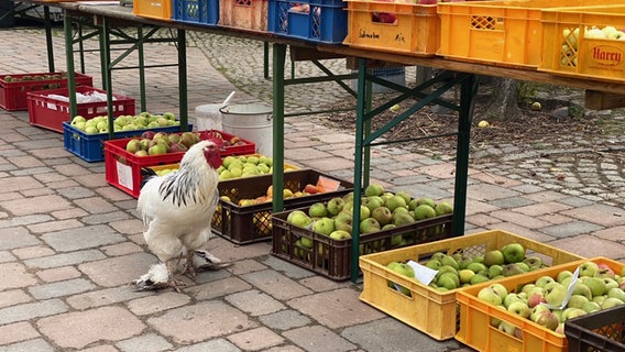 Ein Hahn läuft an mehreren Kisten mit Obst vorbei. © NDR Foto: Torsten Creutzburg
