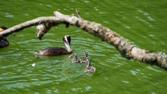Haubentauchermutter mit drei Jungtieren auf einem See. © Jens Nedwig Foto: Jens Nedwig