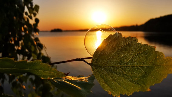 Eine Seifenblase auf einem Blatt mit einem Sonnenuntergang im Hintergrund. © Carmen_Zimmermann-Meyer Foto: Carmen_Zimmermann-Meyer
