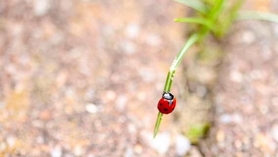 Ein Marienkäfer auf einem Blatt. © Astrid Meine Foto: Astrid Meine