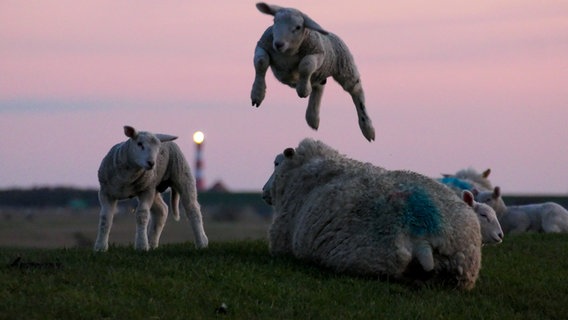 Schafe liegen auf dem Deich, ein Lamm springt über ein Schaf. © Wenke Stahlbock Foto: Wenke Stahlbock