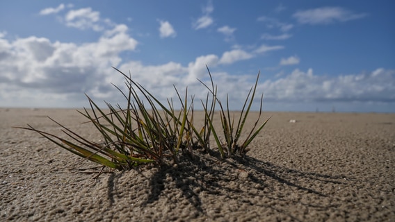 Schilfhalme ragen aus dem Sand an der Nordsee. © Achim Otto Foto: Achim Otto