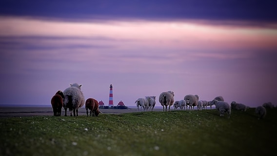 Schafe stehen in der Abendsonne an einem Deich. © Dirk Hoffmann Foto: Dirk Hoffmann