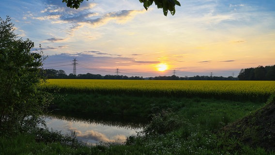 Rapsfeld im Sonnenuntergang bei Ellerau. © Oliver Hartmann Foto: Oliver Hartmann