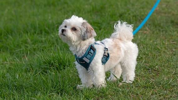 Ein angeleinter Hund steht auf einer Rasenfläche. © picture alliance / imageBROKER Foto: Siegfried Kuttig