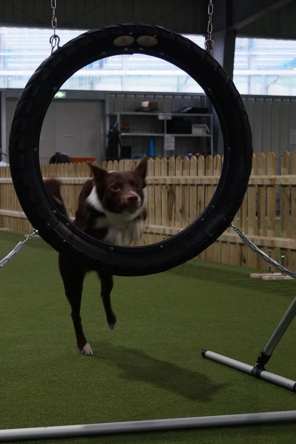 Agility hier können Hunde jede Hürde nehmen NDR.de Nachrichten