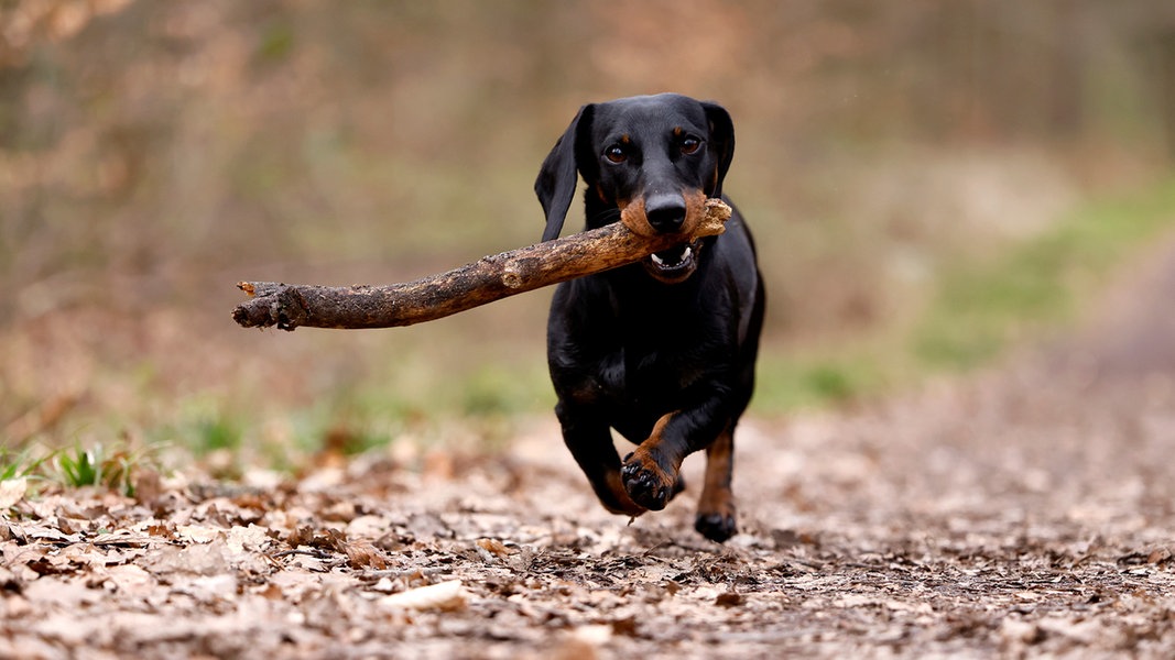 Hundesteuer steigt seit Jahren – enorme Unterschiede in SH