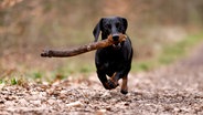 Ein Dackel spielt im Wald mit einem Stock © picture alliance / Panama Pictures Foto: Christoph Hardt