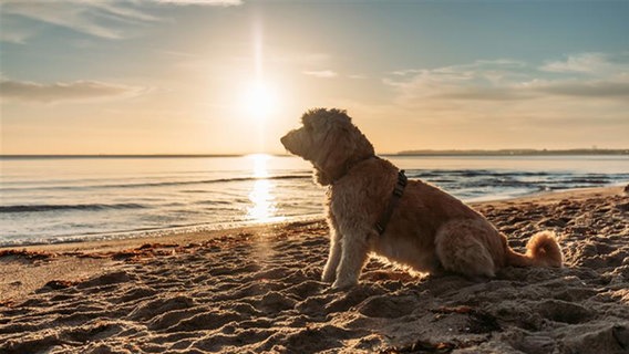 Ein Hund sitzt am Strand und blickt aufs Meer. © www.luebecker-bucht-ostsee.de Foto: www.luebecker-bucht-ostsee.de