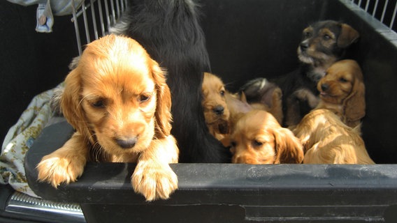 Einige Hundewelpen in einer Kiste. © imago images/blickwinkel 