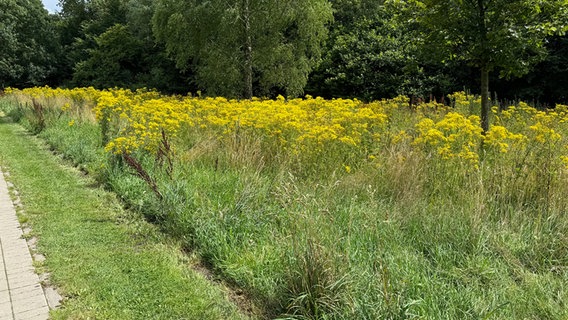 Einige gelbe Pflanzen am Rande eines Weges © NDR Foto: Pia Klaus