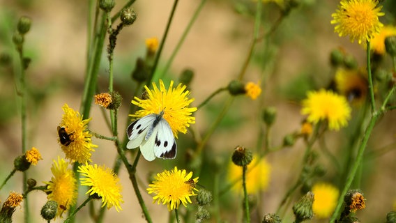 Eine Pflanzen mit gelben Blüten, in diesem Fall ein Gemeines Greiskraut. Darauf sitzt ein Kohlweißling. © picture alliance Foto: Ingeborg Knol