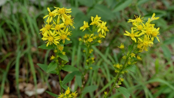 Eine Pflanzen mit gelben Blüten, in diesem Fall eine Gewöhnliche Goldrute © picture alliance Foto: Beate Schleep