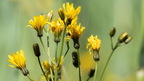 Wiesen-Pippau mit noch geschlossenen Blüten. © picture alliance Foto: Karl-Heinz Schein