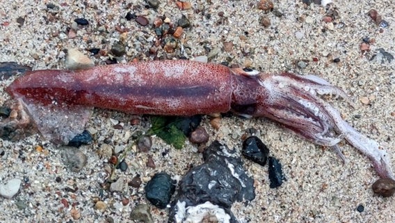 Ein toter Kalmar liegt am Strand. © dpa-Bildfunk Foto: Thomas Freiberg