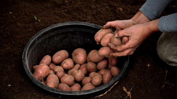 Kartoffeln liegen in einem Eimer © NDR Foto: Udo Tanske