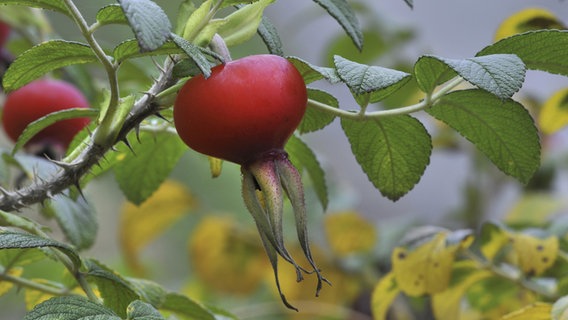 Eine Karttoffelrose im Herbst. © picture alliance Foto: Philippe Clém