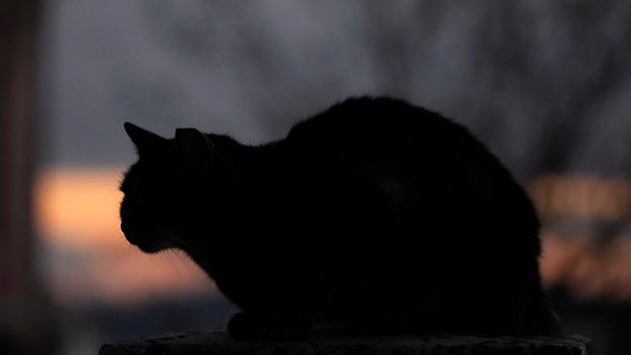 Die Silhouette einer Katze. © picture alliance / ASSOCIATED PRESS Foto: Armando Franca