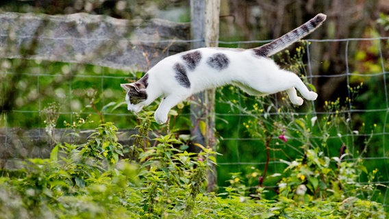 Eine Katze springt in einem Garten in ein Gebüsch. © picture alliance/dpa Foto: Julian Stratenschulte