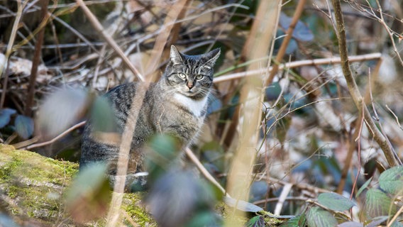 Eine Wildernde Hauskatze im Wald. © picture alliance / Zoonar Foto: Karin Jaehne