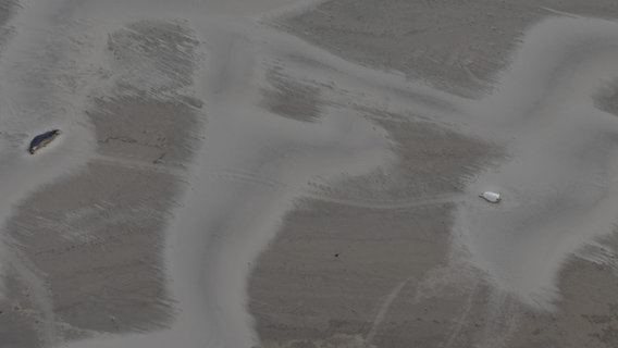 Ein Muttertier liegt mit ihrer jungen Kegelrobbe auf einer Sandbank. © BioConsult SH Foto: Thomas Grünkorn