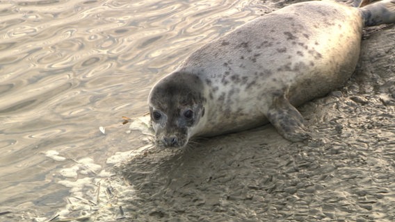 Eine Kegelrobbe der Seehundstation Friedrichskoog wird ausgewildert. © NDR 