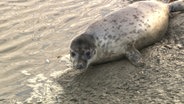 Eine Kegelrobbe der Seehundstation Friedrichskoog wird ausgewildert. © NDR 