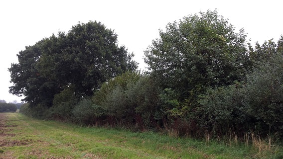 Der Knick aus Rendswühren, der den Knickwettbewerb gewann. © Schleswig-Holsteinischer Heimatbund 