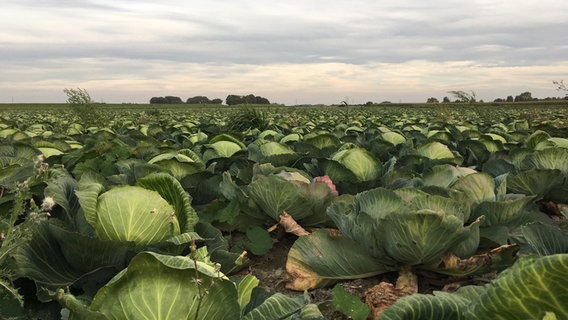 Kohl steht auf einem Acker in Dithmarschen. © NDR Foto: Arne Helms