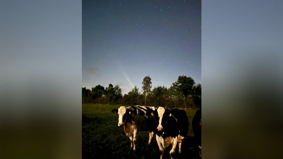 Kühe stehen auf einer Wiese in Wasbek (Kreis Rendsburg-Eckernförde). Hinter ihnen am Nachthimmel zu sehen ist der Komet Tsuchinshan ATLAS. © vhs-Sternwarte Neumünster Foto: Katharina Behrendt