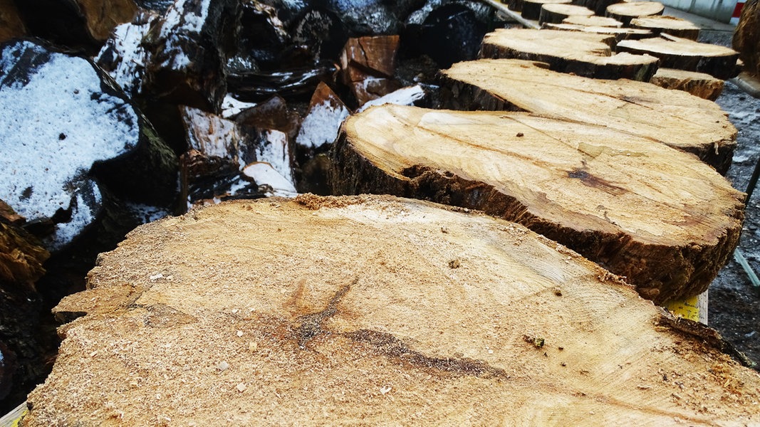 700 Jahre altes Lindenholz wird verkauft NDR.de