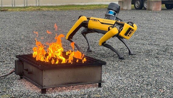 Ein gelber Roboter auf viel Beinen steht neben einem Feuer auf dem Gelände der CAU Kiel. © NDR Foto: Hauke von Hallern