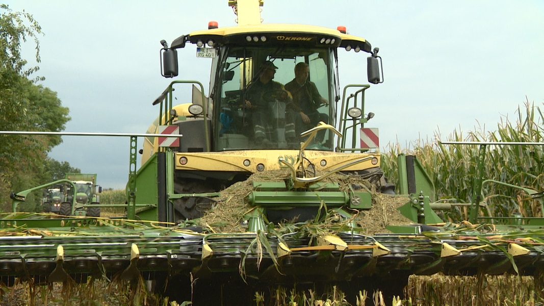 Heath: Strangers fasten metal poles in the corn field |  NDR.de – news