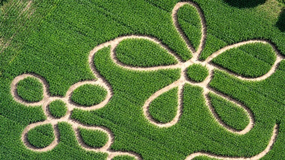 Schwarzenbek: Luftaufnahme eines Maislabyrinth. © picture alliance / imageBROKER Foto: Holger Weitzel