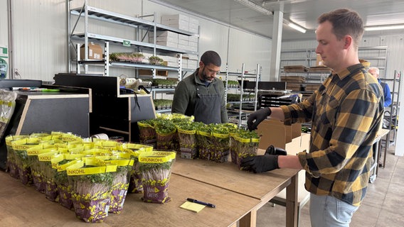 Ein junger Mann bei der Kontrolle herangezogener Microgreens, die nun verkaufsbereit sind. © NDR Foto: Marlen Hildebrandt