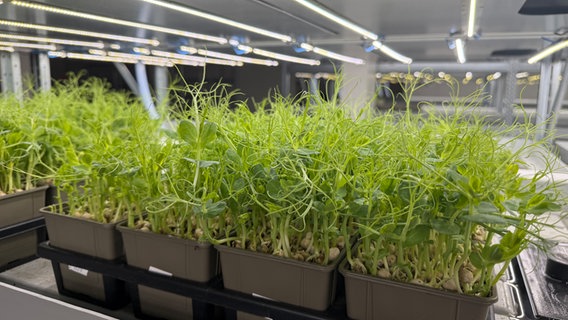 Eine Microgreen-Sorte rankt wild in alle Richtungen. © NDR Foto: Marlen Hildebrandt