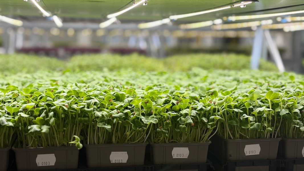 Microgreens aus Gönnebek: Winzige Pflanzen mit großer Wirkung