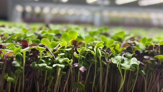 In den Regalen befindet sich eine Menge kleiner Pflanzen, die verschiedene Farbvariationen haben. © NDR Foto: Marlen Hildebrandt