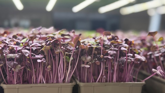 Microgreens in violetter Farbe. © NDR Foto: Marlen Hildebrandt