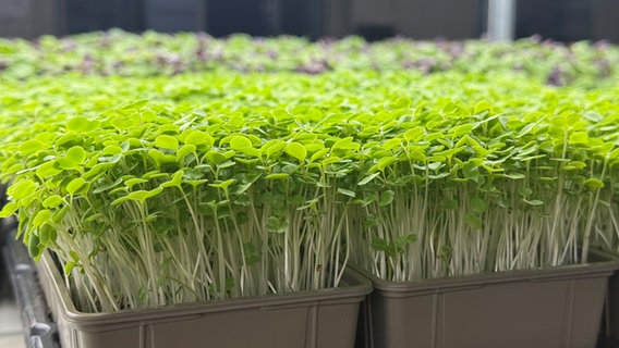 Microgreens mit weißem Stängel und grünen Blättern. © NDR Foto: Marlen Hildebrandt