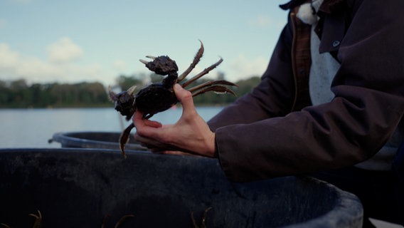 Christine Ewers hält eine Wollhandkrabbe in der Hand. © NDR 