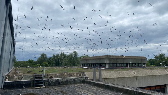 Viele Möwen fliegen über den Dächern der Kieler Universität. © NDR Foto: Moritz Kodlin