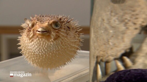 Ein ausgestellter Kugelfisch im Zoologischen Museum Kiel. © NDR 