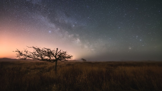 Ein Baum vor dem Nachthimmel. © Mark Kruse Foto: Mark Kruse