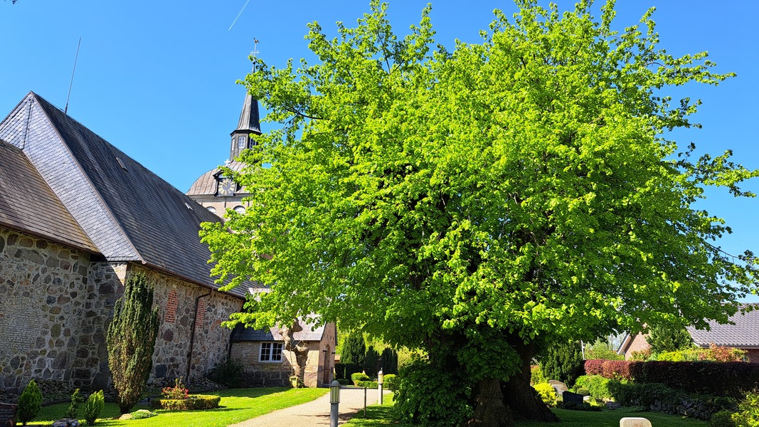 Vor der Kirche von Steinbergkirche steht an einem Friedhofsweg die alte Linde in vollem Grün mit dickem Stamm.