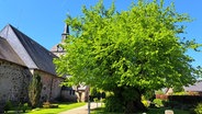 Vor der Kirche von Steinbergkirche steht an einem Friedhofsweg die alte Linde in vollem Grün mit dickem Stamm. © Birgit Hinsche 