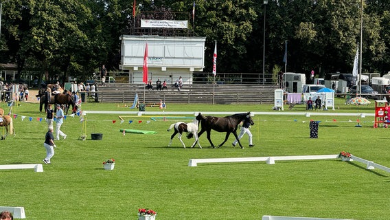 Bei einer Reitsportveranstaltung sind mehrere Pferde auf einem Rasen unterwegs © NDR Foto: Pia Klaus