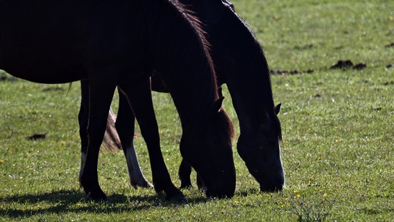 Pferde stehen auf ihrer Weide und werfen einen Schatten. © picture alliance/dpa Foto: Federico Gambarini