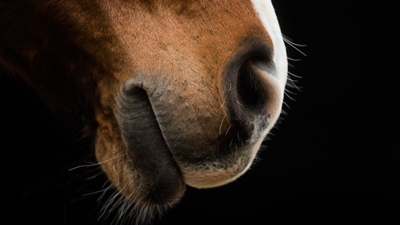 Das Maul eines Pferdes, fotografiert bei einem Vorschautermin für eine Pferdemesse. © picture alliance/dpa Foto: Rolf Vennenbernd